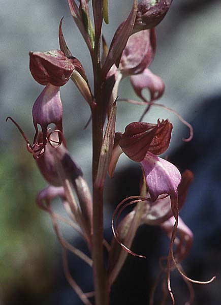 Comperia comperiana / Komper's Orchid, Lesbos,  Agiasos 16.5.1995 