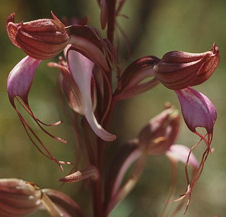 Comperia comperiana / Komper's Orchid, Lesbos,  Agiasos 16.5.1995 