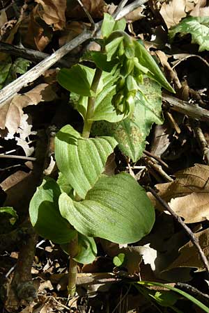 Epipactis turcica \ Türkische Ständelwurz / Turkish Helleborine (?), Lesbos,  Asomatos 24.4.2014 