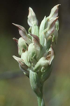 Anacamptis coriophora subsp. fragrans \ Wohlriechendes Knabenkraut / Fragrant Orchid (Farbvariante / Color-Variant), Lesbos,  Ag. Stephano 15.5.1995 
