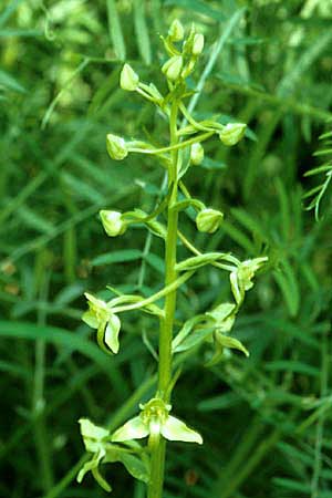 Platanthera holmboei \ Holmboes Waldhyazinthe / Holmboe's Butterfly Orchid, Lesbos,  Agiasos 16.5.1995 