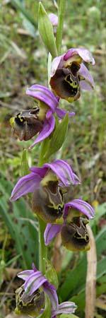 Ophrys homeri \ Homers Ragwurz / Homer's Bee Orchid, Lesbos,  Plomari 20.4.2014 