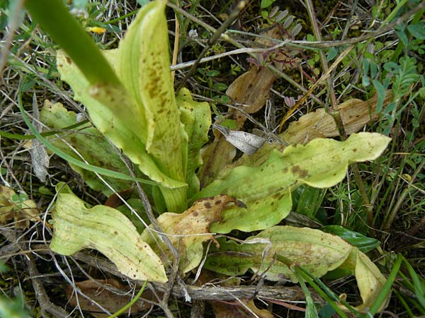 Orchis italica \ Italienisches Knabenkraut / Wavy-Leaved Monkey Orchid, Italian Man Orchid, Lesbos,  Plomari 20.4.2014 