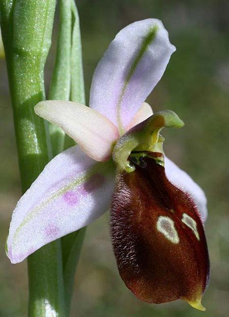 Ophrys lesbis / Lesbos Bee Orchid, Lesbos,  Northwest 4.5.2009 (Photo: Helmut Presser)