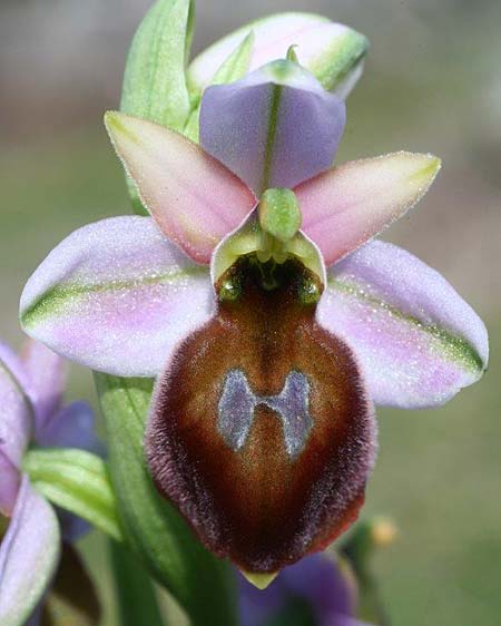 Ophrys lesbis / Lesbos Bee Orchid, Lesbos,  Northwest 4.5.2009 (Photo: Helmut Presser)