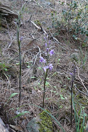 Limodorum abortivum \ Violetter Dingel / Violet Limodore, Lesbos,  Kalloni 16.4.2014 