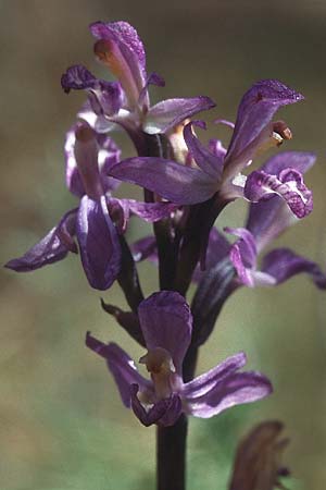 Limodorum abortivum \ Violetter Dingel / Violet Limodore, Lesbos,  Mitilini 11.5.1995 