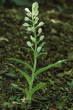 Cephalanthera longifolia \ Schwertblättriges Waldvögelein, Lesbos,  Mt. Olympos 17.5.1995 