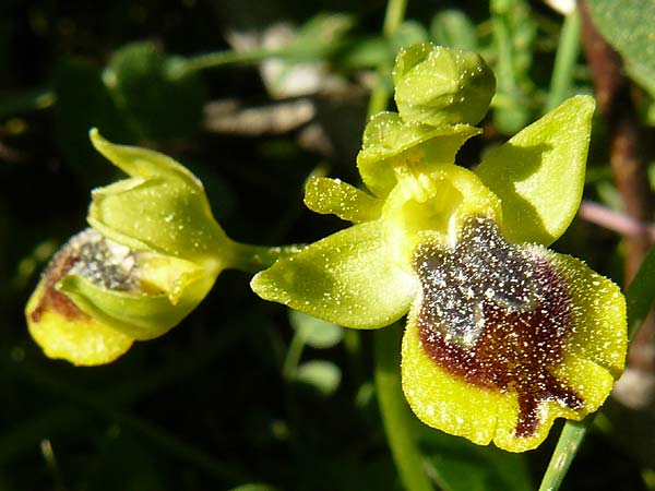 Ophrys sicula \ Kleine Gelbe Ragwurz / Sicilian Bee Orchid, Lesbos,  Agiasos 15.4.2014 