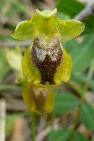 Ophrys sicula \ Kleine Gelbe Ragwurz / Sicilian Bee Orchid, Lesbos,  Plomari 20.4.2014 