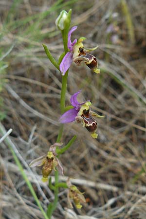 Ophrys minutula \ Kleinblütige Ragwurz (masticorum ?), Lesbos,  Plomari 20.4.2014 