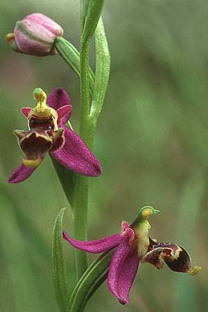 Ophrys minutula \ Kleinblütige Ragwurz, Lesbos,  Megalohori 12.5.1995 