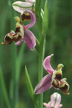 Ophrys minutula \ Kleinblütige Ragwurz / Elisabeth's Small-flowered Bee Orchid, Lesbos,  Megalohori 12.5.1995 