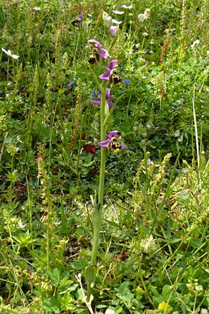 Ophrys homeri \ Homers Ragwurz / Homer's Bee Orchid, Lesbos,  Asomatos 24.4.2014 