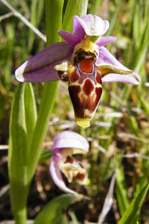 Ophrys minutula \ Kleinblütige Ragwurz / Elisabeth's Small-flowered Bee Orchid, Lesbos,  Andissa 14.4.2014 