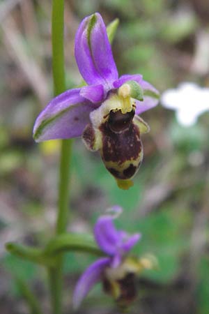 Ophrys minutula \ Kleinblütige Ragwurz / Elisabeth's Small-flowered Bee Orchid, Lesbos,  Tarti 23.4.2014 