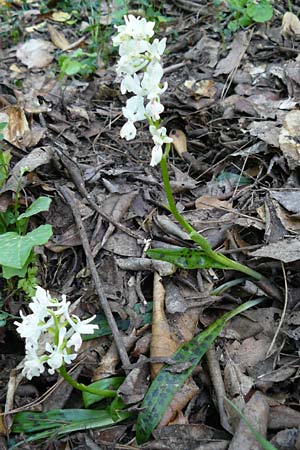 Orchis provincialis \ Provence-Knabenkraut / Provence Orchid, Lesbos,  Agiasos 24.4.2014 