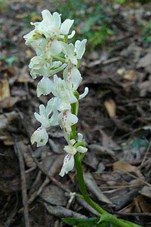 Orchis provincialis \ Provence-Knabenkraut / Provence Orchid, Lesbos,  Agiasos 24.4.2014 