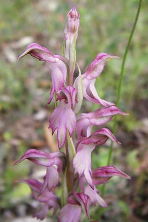 Anacamptis sancta / Holy Orchid, Lesbos,  Tarti 23.4.2014 