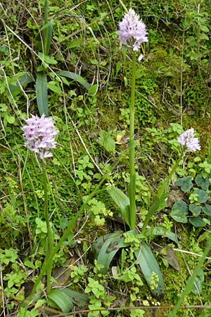 Neotinea tridentata \ Dreizähniges Knabenkraut / Toothed Orchid, Lesbos,  Asomatos 17.4.2014 
