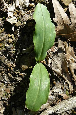 Platanthera holmboei \ Holmboes Waldhyazinthe / Holmboe's Butterfly Orchid, Lesbos,  Agiasos 15.4.2014 