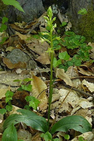 Platanthera holmboei \ Holmboes Waldhyazinthe / Holmboe's Butterfly Orchid, Lesbos,  Agiasos 24.4.2014 