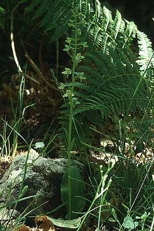 Platanthera holmboei \ Holmboes Waldhyazinthe, Lesbos,  Agiasos 23.5.1995 