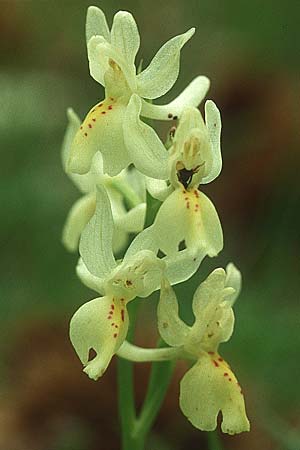 Orchis provincialis \ Provence-Knabenkraut / Provence Orchid, Lesbos,  Agiasos 12.5.1995 