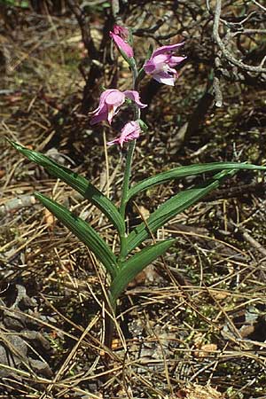 Cephalanthera rubra \ Rotes Waldvögelein, Lesbos,  Agiasos 23.5.1995 