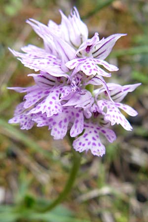 Neotinea tridentata \ Dreizähniges Knabenkraut / Toothed Orchid, Lesbos,  Plomari 20.4.2014 