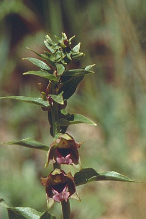 Epipactis turcica \ Türkische Ständelwurz / Turkish Helleborine (?), Lesbos,  Agiasos 24.5.1995 