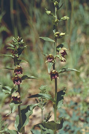 Epipactis turcica \ Türkische Ständelwurz / Turkish Helleborine (?), Lesbos,  Agiasos 24.5.1995 