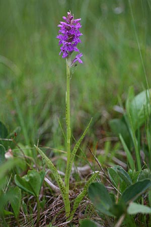 Dactylorhiza baltica x curvifolia, Litauen/Lithuania,  Sargeliai 21.6.2011 (Photo: Helmut Presser)