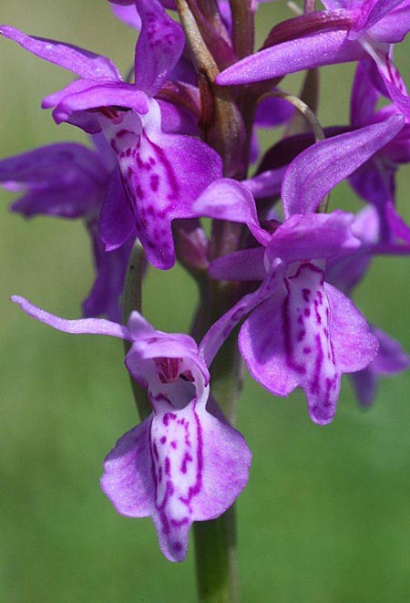 Dactylorhiza curvifolia \ Russows Fingerwurz, Rossows Knabenkraut / Russow's Marsh Orchid, Litauen/Lithuania,  Sargeliai 21.6.2011 (Photo: Helmut Presser)