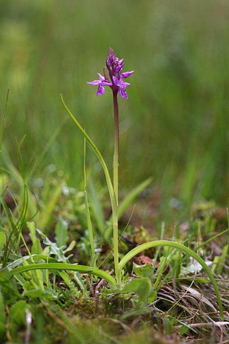 Dactylorhiza curvifolia \ Russows Fingerwurz, Rossows Knabenkraut / Russow's Marsh Orchid, Litauen/Lithuania,  Sargeliai 21.6.2011 (Photo: Helmut Presser)