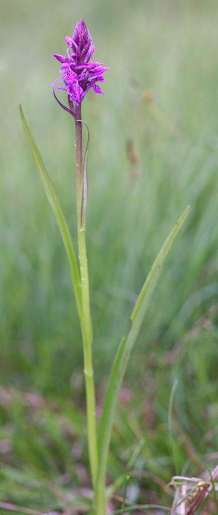 Dactylorhiza curvifolia \ Russows Fingerwurz, Rossows Knabenkraut / Russow's Marsh Orchid, Litauen/Lithuania,  Sargeliai 21.6.2011 (Photo: Helmut Presser)