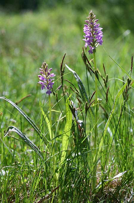 Dactylorhiza baltica / Baltic Orchid, Latvia,  Kemeri 13.6.2011 (Photo: Helmut Presser)