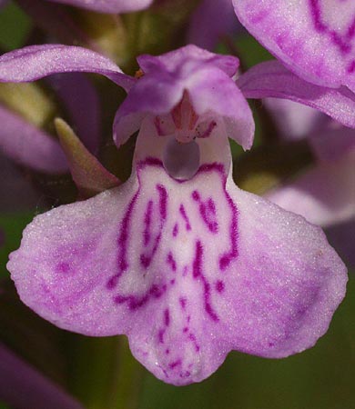 Dactylorhiza baltica x incarnata, Lettland/Latvia,  Liepaja 19.6.2011 (Photo: Helmut Presser)