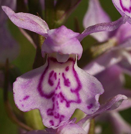 Dactylorhiza baltica x incarnata, Lettland/Latvia,  Liepaja 19.6.2011 (Photo: Helmut Presser)