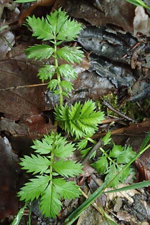 Potentilla anserina \ Gnse-Fingerkraut / Silverweed, Luxemburg/Luxembourg Meysembourg 28.7.2023