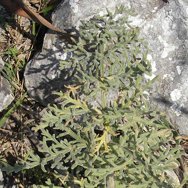 Artemisia caerulescens \ Blauer Beifu, Mallorca Betlem 28.4.2011