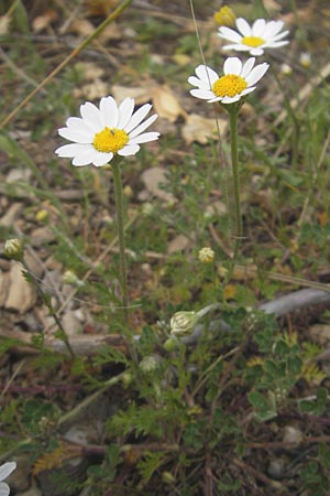 Anthemis arvensis ? \ Acker-Hundskamille, Mallorca Andratx 3.4.2012