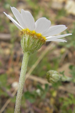 Anthemis arvensis ? / Corn Chamomile, Majorca Andratx 3.4.2012