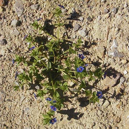 Lysimachia loeflingii ? \ Acker-Gauchheil / Scarlet Pimpernel, Mallorca/Majorca Port de Andratx 9.4.2012