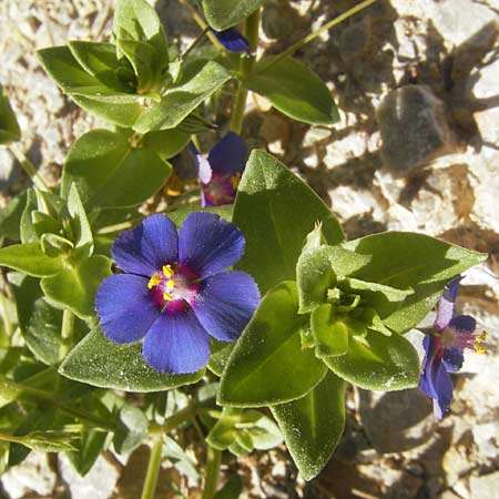 Lysimachia loeflingii ? \ Acker-Gauchheil / Scarlet Pimpernel, Mallorca/Majorca Port de Andratx 9.4.2012