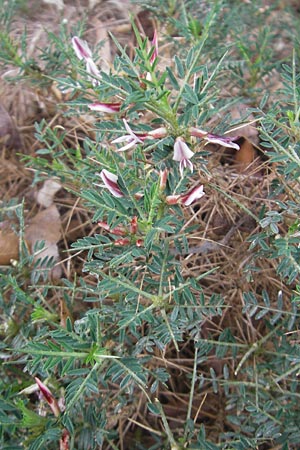 Astragalus balearicus \ Balearen-Tragant / Balearic Milk-Vetch, Mallorca/Majorca Soller Botan. Gar. 23.4.2011
