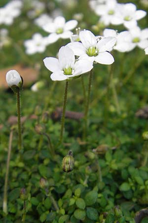 Arenaria balearica \ Balearen-Sandkraut / Corsican Sandwort, Mallorca/Majorca Sa Calobra 27.4.2011