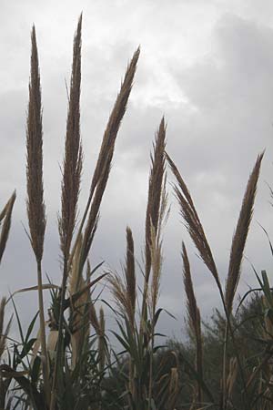 Arundo donax \ Pfahlrohr, Spanisches Rohr / Giant Reed, Mallorca/Majorca Banyalbufar 12.4.2012