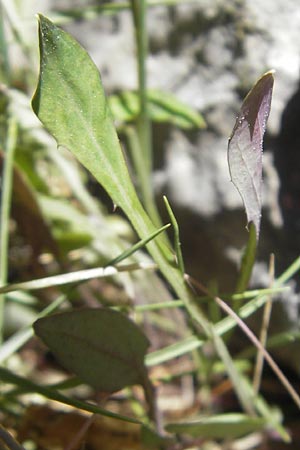 Aetheorhiza bulbosa subsp. willkommii \ Knollen-Pippau / Tuberous Hawk's-Beard, Mallorca/Majorca Port de Andratx 9.4.2012