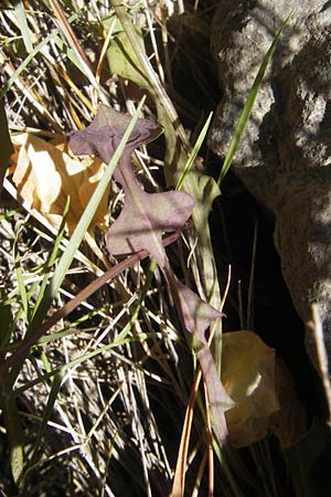 Aetheorhiza bulbosa subsp. willkommii \ Knollen-Pippau / Tuberous Hawk's-Beard, Mallorca/Majorca Port de Andratx 9.4.2012